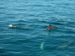 Delphinus