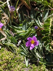 Primula angustifolia