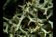 Cladonia arbuscula mitis