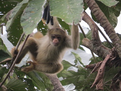 Brachyteles hypoxanthus