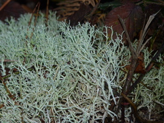Cladonia arbuscula mitis