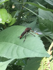 Diogmites basalis