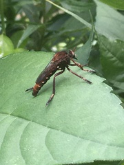 Diogmites basalis