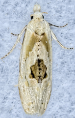 Aethes angustana
