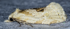 Aethes angustana