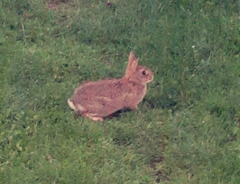 Sylvilagus floridanus