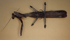Epaphrodita musarum