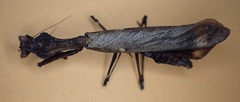 Epaphrodita musarum