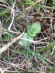 Lysimachia nummularia