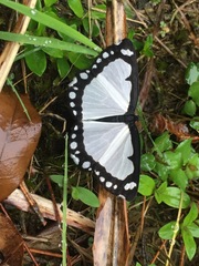 Psychostrophia nymphidiaria