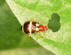 Gynandrobrotica