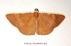 Palyas micacearia