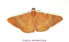 Palyas micacearia