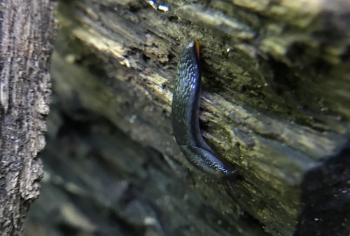 Arion hortensis