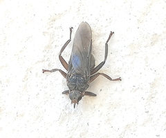 Pseudolynchia canariensis