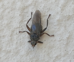 Pseudolynchia canariensis