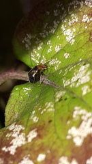 Halticus luteicollis