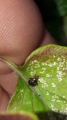 Halticus luteicollis