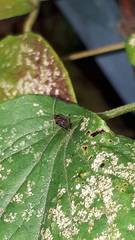 Halticus luteicollis