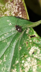 Halticus luteicollis
