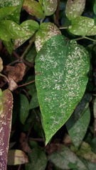 Halticus luteicollis