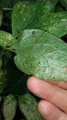 Halticus luteicollis