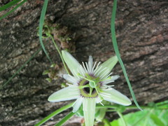 Passiflora morifolia