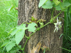 Passiflora morifolia