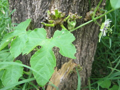 Passiflora morifolia