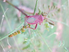 Athaumastus haematicus