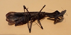 Epaphrodita musarum