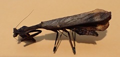 Epaphrodita musarum