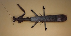 Epaphrodita musarum