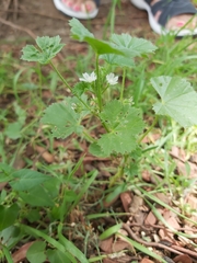 Malva pusilla