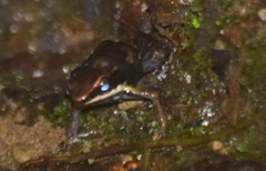 Epipedobates boulengeri