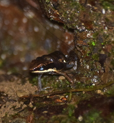 Epipedobates boulengeri