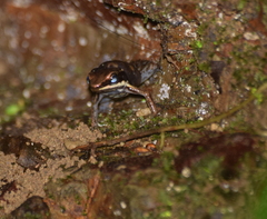 Epipedobates boulengeri
