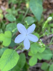 Cnidoscolus stimulosus