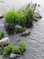 Anas platyrhynchos