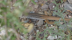 Aspidoscelis scalaris septemvittatus