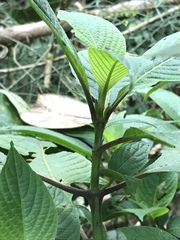 Stenostephanus