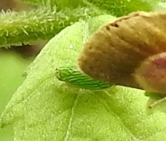 Graphocephala cythura