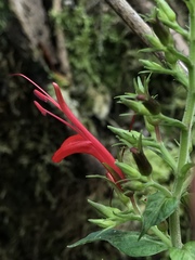 Stenostephanus