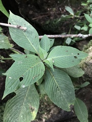 Stenostephanus