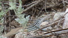 Aspidoscelis scalaris septemvittatus