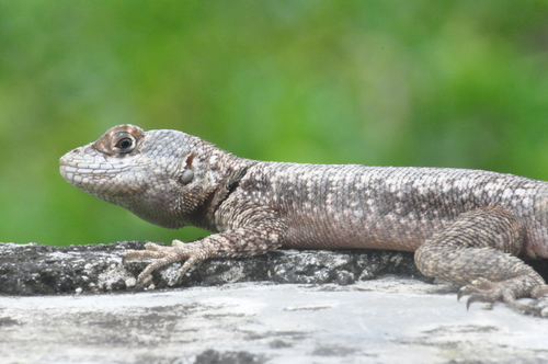 Peters' Lava Lizard, photo 2 of 10
