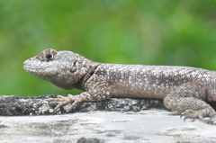 Peters' Lava Lizard photo 2