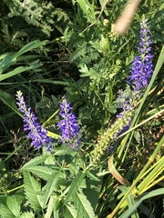 Veronica longifolia