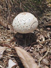Chlorophyllum molybdites image