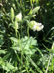 Silene latifolia